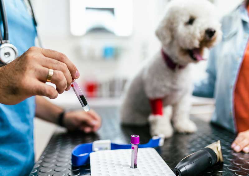 Carousel Slide 2: Advanced Diagnostics for Pets
